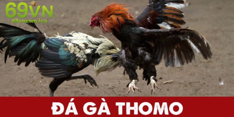 Đá Gà Thomo - Mang Đến Trận Chiến Kịch Tính Đầy Hấp Dẫn