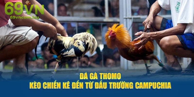 Địa điểm tham gia đá gà Thomo đầu uy tín