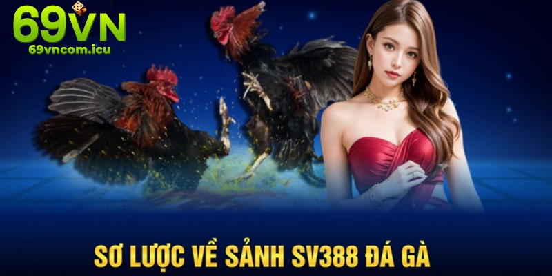 Sảnh SV388 cung cấp các trận đá gà uy tín hàng đầu