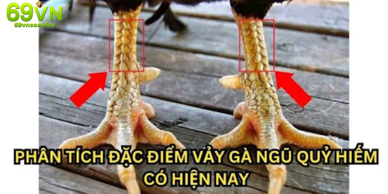 Vị trí trên chân gà được nhiều người quan tâm tìm hiểu hiện nay