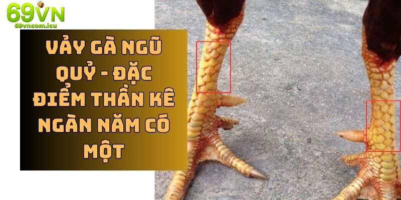 Lưu ý khi xem gà ngũ quỷ trên cơ thể của các chiến kê