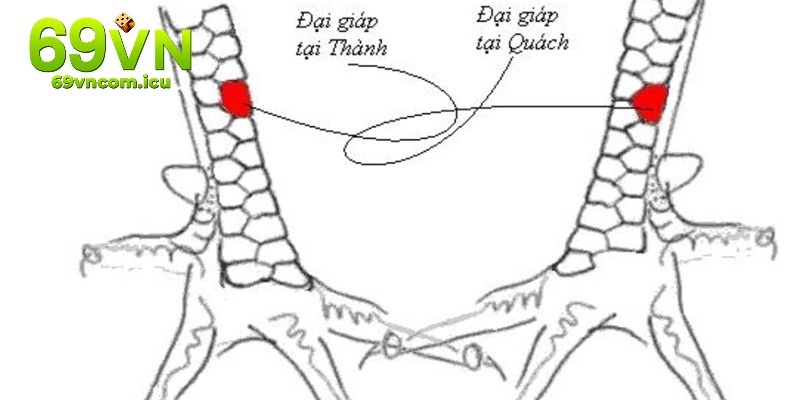 Đặc trưng của gà có liên giáp ngoại ở thành